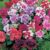 Petunia ‘Duo Mixed’ F1 – Seeds