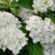 Hydrangea macrophylla ‘Mme E. Mouillere’