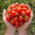 Tomato ‘Gardener’s Delight’ (Grafted)