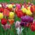 Tulip ‘Majestic Mix’