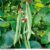 Runner Bean ‘St George’ – Seeds