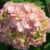 Hydrangea macrophylla ‘Bouquet Rose’