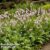 Persicaria bistorta ‘Superba’