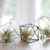 Air Plant Variety Collection