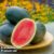 Watermelon ‘Little Darling’ F1 – Seeds