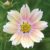 Cosmos ‘Apricot Lemonade’ – Seeds