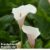 Arum Lily ‘Pink Splash’ – Seeds