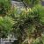 Pinus mugo ‘Carsten’s Wintergold’