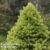 Picea glauca var. albertiana ‘J.W. Daisy’s White’