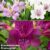 Alstroemeria inticancha ‘Purple Passion Collection’