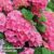 Hydrangea macrophylla ‘Early Pink’