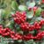 Pyracantha coccinea ‘Red Column’