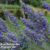 Vitex agnus-castus ‘Delta Blues’