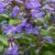 Nepeta ‘Neptune’