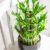 Dracaena sanderiana ‘Lucky Bamboo’