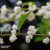 Callicarpa bodinieri ‘Magical Snow Queen’