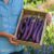 Aubergine ‘Violet Knight’ F1 – Seeds