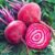 Beetroot ‘Chioggia Pink’ – Seeds