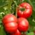 Tomato ‘Crimson Blush’ (Grafted)