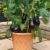 Aubergine ‘Scorpio’ (Grafted)