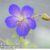 Geranium ‘Johnson’s Blue’