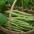 Runner Bean ‘White Swan’