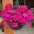 Pink Shockwave preplanted hanging basket