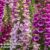 Foxglove ‘Dalmatian Mixed’