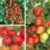 Tomato Gardeners Favourite Collection (Grafted)