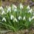 Galanthus woronowii