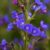 Anchusa azurea ‘Dropmore’