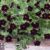 Calibrachoa ‘Can-Can Black Cherry’