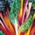 Swiss Chard ‘Bright Lights’