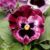 Pansy F1 ‘Frizzle Sizzle Raspberry’