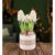 White Christmas Hyacinths – Christmas Indoor Plants – Christmas Indoor Plant Delivery – Christmas Plant Delivery – Free Chocs