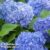 Hydrangea macrophylla ‘Blue Danube’