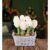 Winter Hyacinth Basket – Christmas Plants – Hyacinths Plants – Xmas Plants – Christmas Plant Delivery – Plant Gifts – Indoor Plants – Free Chocs