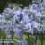 Agapanthus ‘Blue Storm’