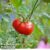 Tomato ‘Crimson Blush’