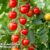 Tomato ‘Crimson Cherry’