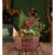 Traditional Christmas Basket – Christmas Plants – Indoor Christmas Plants – Outdoor Christmas Plants – Christmas Plant Gifts – Free Chocs