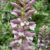 Acanthus Spinosus