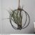 Hanging Air Plant (Tillandsia) – Gift