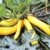 Courgette ‘Golden Zucchini’ (Organic) – Seeds