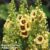 Verbascum ‘Dark Eyes’