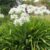 Agapanthus africanus ‘Albus’