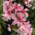 Bergenia ‘Pink Ice’