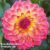 Dahlia ‘Lubega Power Tropical Punch’