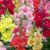 Antirrhinum ‘Double Shot Mixed’