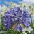 Agapanthus ‘African Skies’